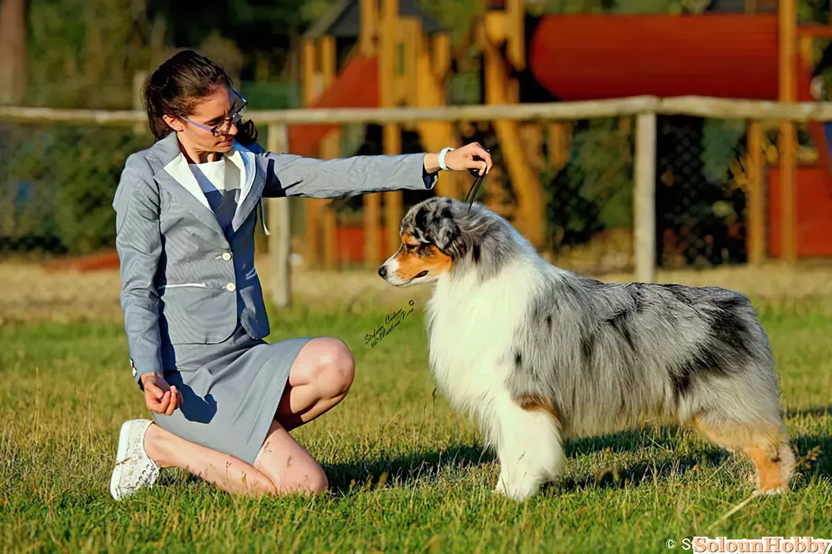 Allmark best sale australian shepherds