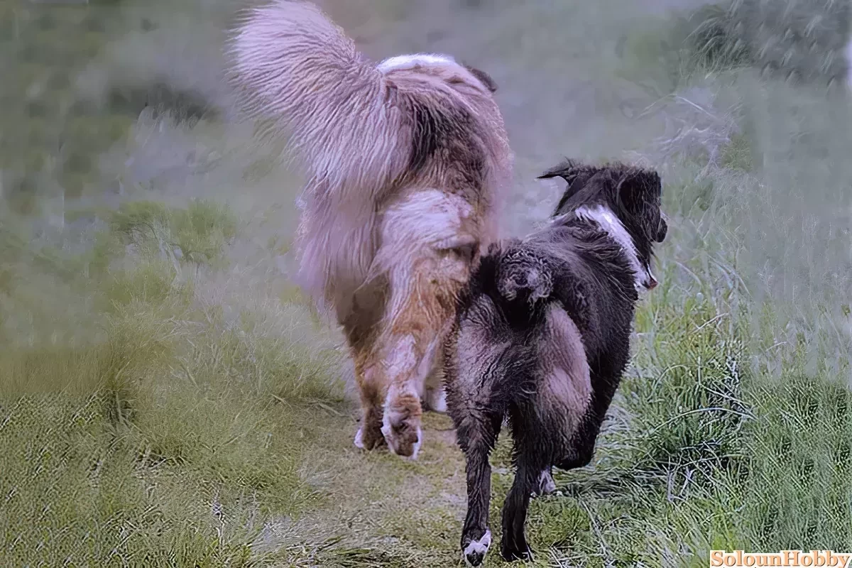 Australian shepherd best sale cropped tail