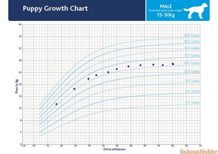 How can I monitor my puppy's growth? - Blog - Solo un Hobby